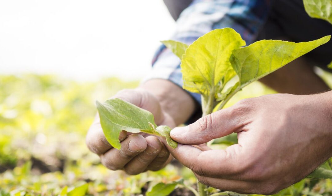 Inovação no agro: a hora de colher conhecimento